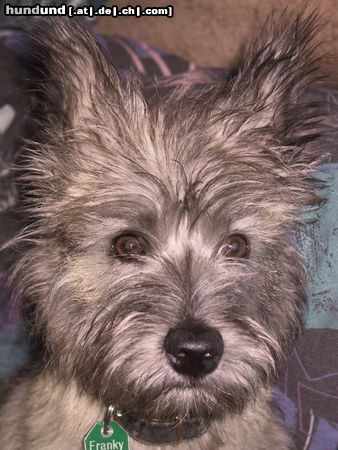 Cairn-Terrier 5 monate alt-FRANKY