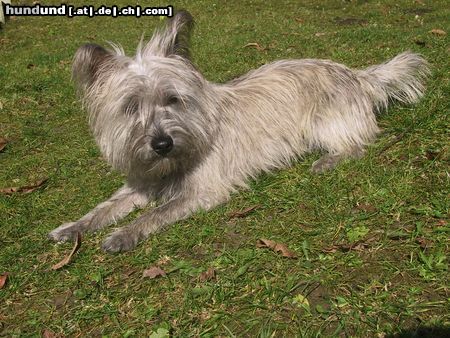 Cairn-Terrier