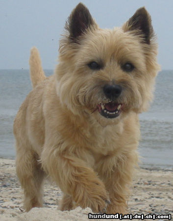 Cairn-Terrier Dusty