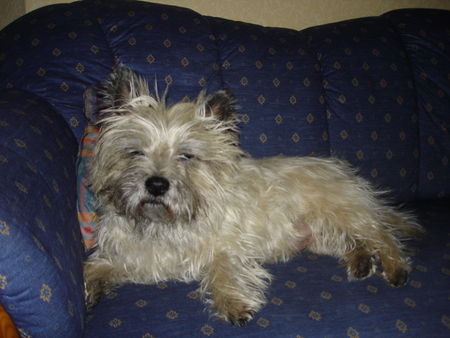 Cairn-Terrier Moritz, wir lieben dich.