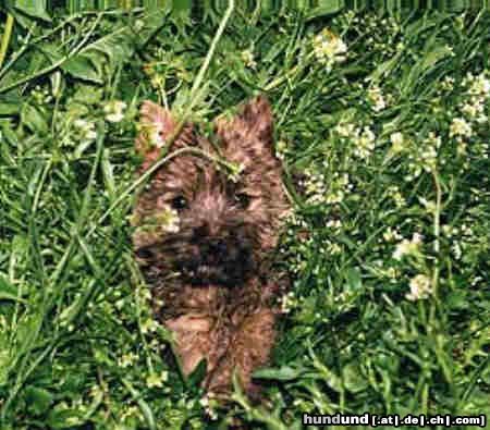 Cairn-Terrier Hat mich jemand gerufen?