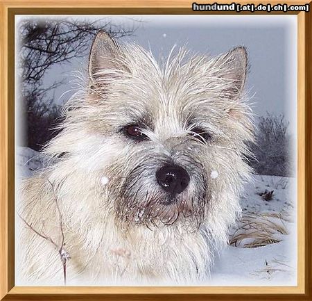 Cairn-Terrier Ich sehe alles!