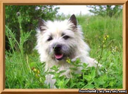 Cairn-Terrier Kelli, unser Fotomodell