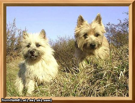 Cairn-Terrier Wo sind die Mäuschen?