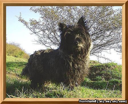 Cairn-Terrier Katja von der Iburg