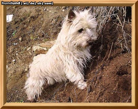 Cairn-Terrier Berta 13 Jahre von der Iburg