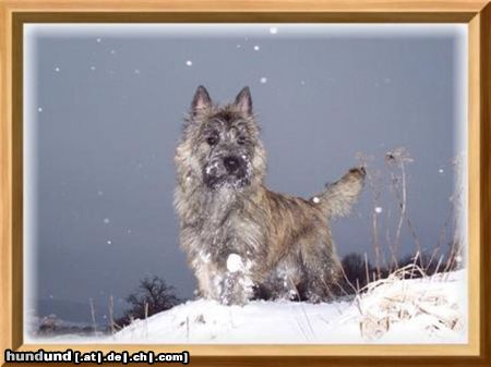 Cairn-Terrier Leo 8 Monate von der Iburg