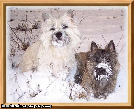 Cairn-Terrier Zwei die sich mögen