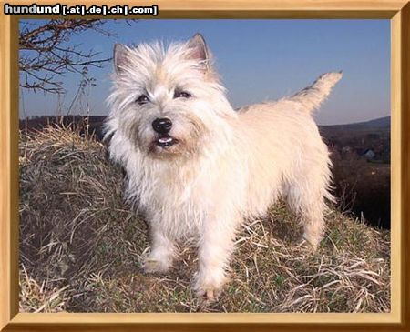 Cairn-Terrier Bitte ein Leckerchen