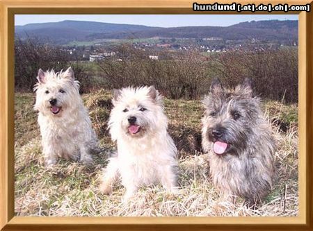 Cairn-Terrier Wir wollen nicht nach Haus