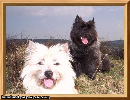 Cairn-Terrier April 2005 von der Iburg