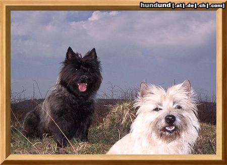 Cairn-Terrier April 2005 von der Iburg