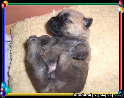 Cairn-Terrier meine erste Piep-Chow.