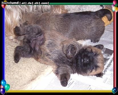 Cairn-Terrier hu-hu kraule mich.