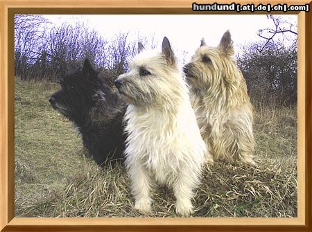 Cairn-Terrier wir sind die 3 am Platze,u.jagen jede Katze.