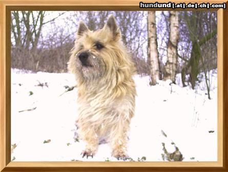 Cairn-Terrier wir sind Hunde für jede Jahreszeit.