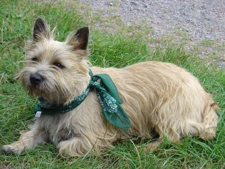 Cairn-Terrier Unser Max 2 Jahre alt