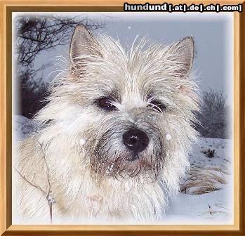 Cairn-Terrier Fotomodel  Kelli