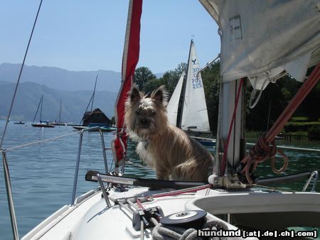 Cairn-Terrier Kapitän Balu (9 Mon)