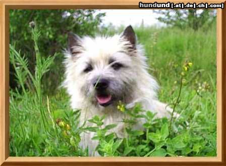 Cairn-Terrier Fotomodel  Kelli