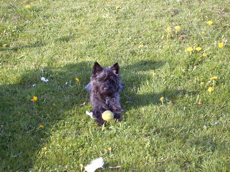 Cairn-Terrier