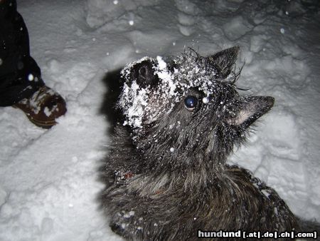 Cairn-Terrier Kimba macht Bekanntschaft mit Schnee