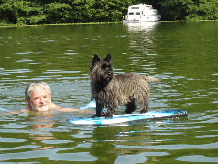 Cairn-Terrier Kimba surft