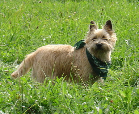 Cairn-Terrier Draußen ist es doch am schönsten!