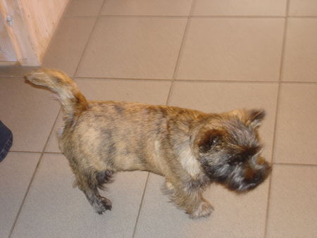 Cairn-Terrier Klein Bernie hat schon wieder was vor!!!