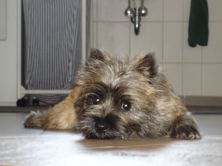 Cairn-Terrier ...ohne Worte...