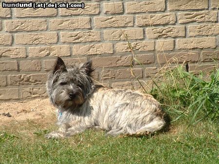 Cairn-Terrier unsere cairn skipper