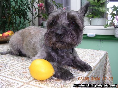 Cairn-Terrier