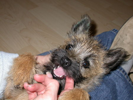 Cairn-Terrier