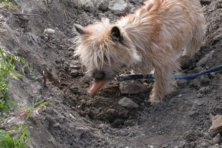 Cairn-Terrier