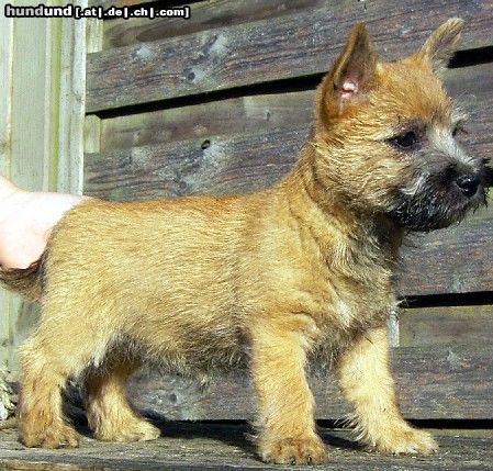 Cairn-Terrier Cairn Terrier Diva Star 10 Wochen alt