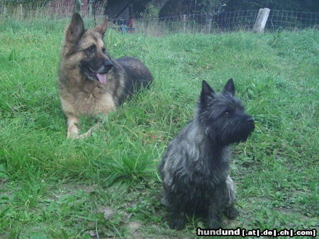 Cairn-Terrier Emma und Rosie