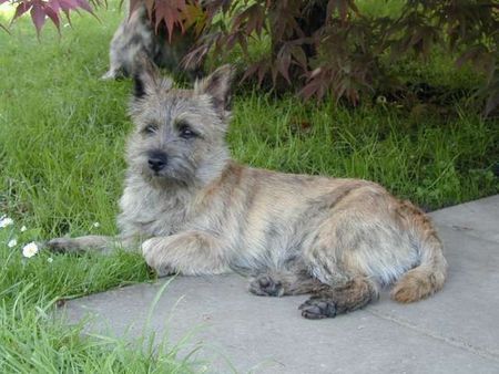 Cairn-Terrier Finbarr vom Paradiesheim (25.09.2005) aus eigener Zucht zu verkaufen. Sehr gut erzogen.