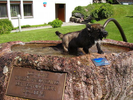 Cairn-Terrier wasser ist mein leben!!!