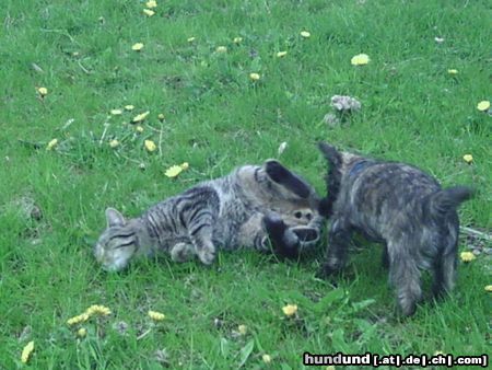 Cairn-Terrier Emma und ihr Freund der Kater