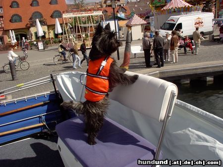 Cairn-Terrier Kapitän Kimba