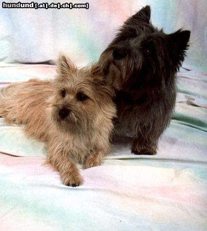 Cairn-Terrier Jerry&Channel