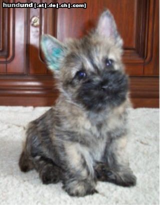 Cairn-Terrier Jerry-Lee 12 Wochen alt