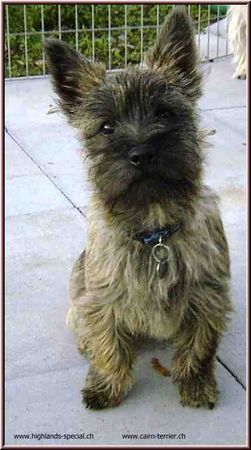 Cairn-Terrier Joya