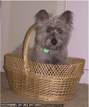 Cairn-Terrier