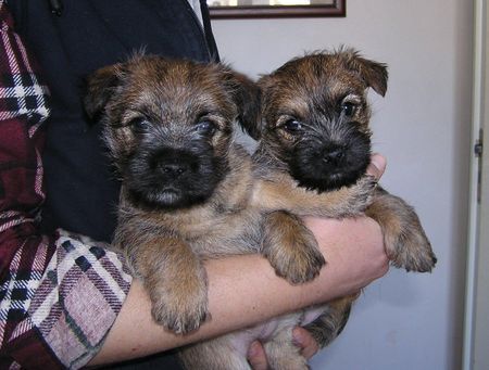 Cairn-Terrier Unsere Kleinen