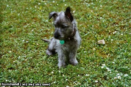 Cairn-Terrier