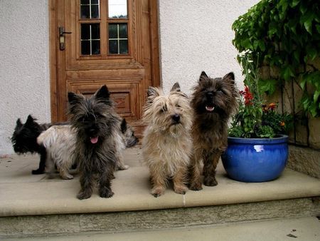 Cairn-Terrier Unsere Damen