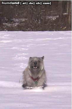 Cairn-Terrier Franky im Schnee