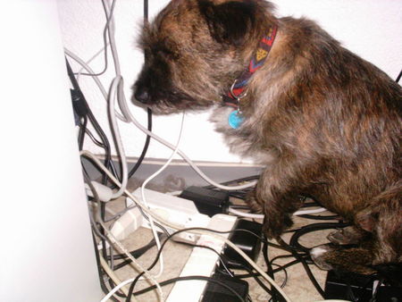 Cairn-Terrier immer diese kabel