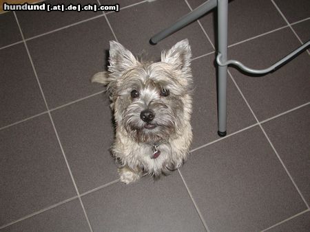 Cairn-Terrier Quentin (Buddy) von den Rheinpiraten 7 Monate